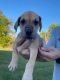 Great Dane Puppies for sale in Albion, IN 46701, USA. price: $1,000