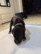 Great Dane Puppies for sale in Benson, NC 27504, USA. price: $800