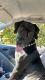 Great Dane Puppies for sale in Boise, ID, USA. price: $1,000