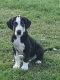 Great Dane Puppies for sale in Greenwood, IN, USA. price: NA