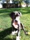 Great Dane Puppies for sale in Walsenburg, CO 81089, USA. price: NA