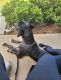 Great Dane Puppies for sale in Columbus, GA, USA. price: NA