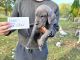 Great Dane Puppies for sale in Crown Point, IN 46307, USA. price: NA