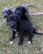 Great Dane Puppies for sale in Fayette, AL 35555, USA. price: $700