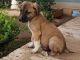 Great Dane Puppies for sale in Hemet, CA 92544, USA. price: NA