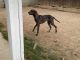 Great Dane Puppies for sale in Riverside, CA, USA. price: NA