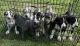 Great Dane Puppies for sale in Lake Mary, FL 32746, USA. price: $2,200