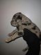 Great Dane Puppies for sale in Los Angeles, CA, USA. price: $2,500