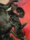 Great Dane Puppies for sale in Ringgold, LA 71068, USA. price: $400