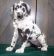 Great Dane Puppies for sale in Centereach, NY, USA. price: NA