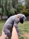 Great Dane Puppies for sale in Harrisonburg, VA, USA. price: $1,200