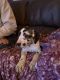 Great Dane Puppies for sale in Fulda, MN 56131, USA. price: $1,000
