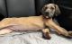 Great Dane Puppies for sale in Raynham, MA, USA. price: $1,300