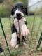 Great Dane Puppies for sale in Spring Hill, FL 34609, USA. price: NA
