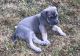 Great Dane Puppies for sale in Olmsted, IL 62970, USA. price: NA