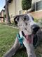 Great Dane Puppies for sale in Arcadia, CA, USA. price: $2,800
