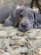 Great Dane Puppies for sale in San Diego, CA, USA. price: NA