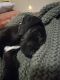 Great Dane Puppies for sale in Sevierville, TN, USA. price: $600