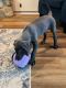 Great Dane Puppies for sale in Butler County, OH, USA. price: NA