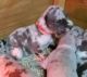 Great Dane Puppies for sale in Chillicothe, OH 45601, USA. price: $1,600