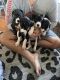 Great Dane Puppies for sale in Taylorsville, KY 40071, USA. price: $900