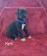 Great Dane Puppies for sale in Lodi, OH 44254, USA. price: $1,600
