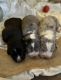 Great Dane Puppies for sale in Liberty, NC 27298, USA. price: $1,000