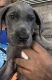 Great Dane Puppies for sale in Columbus, OH 43235, USA. price: $900