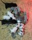 Great Dane Puppies for sale in Chillicothe, OH 45601, USA. price: $1,000