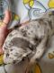 Great Dane Puppies for sale in Chillicothe, OH 45601, USA. price: $1,400