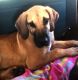 Great Dane Puppies for sale in Cherry Hill, NJ, USA. price: $495