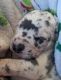 Great Dane Puppies for sale in Orem, UT, USA. price: $1,600