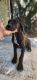 Great Dane Puppies for sale in Riverside, CA, USA. price: $700