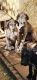 Great Dane Puppies for sale in Riverside, CA, USA. price: $800