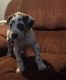 Great Dane Puppies for sale in Carson, WA, USA. price: $900