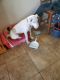 Great Dane Puppies for sale in 11505 W Harmony Ln, Sun City, AZ 85373, USA. price: NA