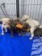 Great Dane Puppies for sale in Robinson, IL 62454, USA. price: $1,000