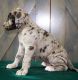 Great Dane Puppies for sale in Chicago, IL 60605, USA. price: NA