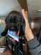 Great Dane Puppies for sale in Rockford, IL, USA. price: $600