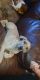 Great Dane Puppies for sale in Metamora, IL 61548, USA. price: NA
