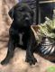 Great Dane Puppies for sale in Midland, OH, USA. price: NA