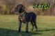 Great Dane Puppies for sale in Zion, IL 60099, USA. price: $1,800