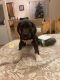 Great Dane Puppies for sale in Big Bear Lake, CA, USA. price: $700
