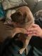 Great Dane Puppies for sale in Athens, AL, USA. price: $400