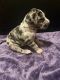 Great Dane Puppies for sale in Fort Dodge, IA 50501, USA. price: $1,000