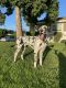 Great Dane Puppies for sale in Herndon, PA, USA. price: NA