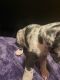 Great Dane Puppies for sale in Fort Dodge, IA 50501, USA. price: $800