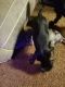 Great Dane Puppies for sale in Sheldon, IL 60966, USA. price: $250