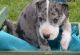 Great Dane Puppies for sale in Daytona Beach, FL, USA. price: $700