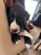 Great Dane Puppies for sale in Gaffney, SC, USA. price: $500